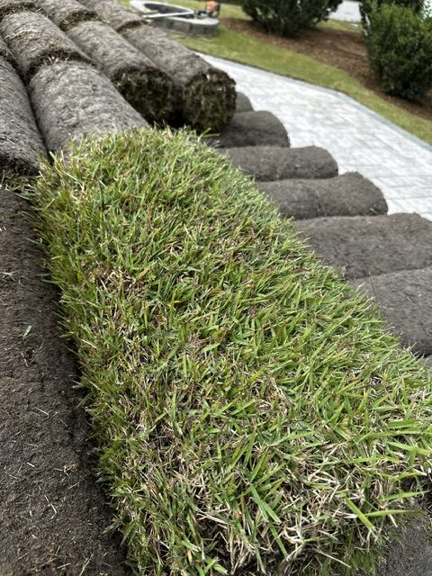 premium sod